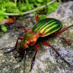 Ground beetle